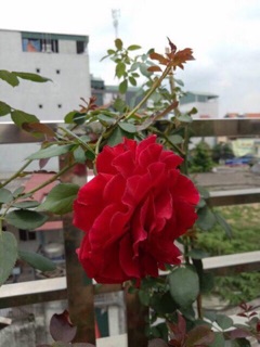 Hồng leo cổ hải phòng size Lớn