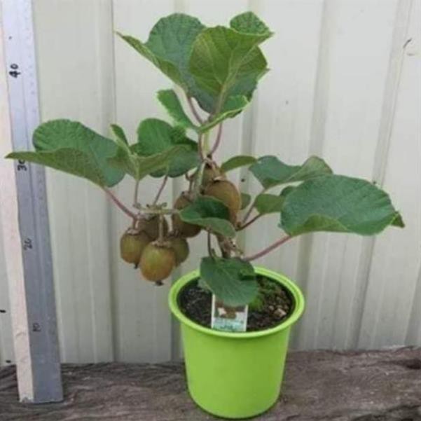 Hạt giống kiwi lùn siêu trái - Nhà Vườn Khánh Võ