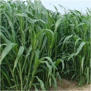 Hạt giống Cỏ Voi gói 10g