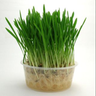 Bộ kit tự trông cỏ mèo tươi