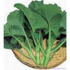 Hạt giống rau cải làn  mập