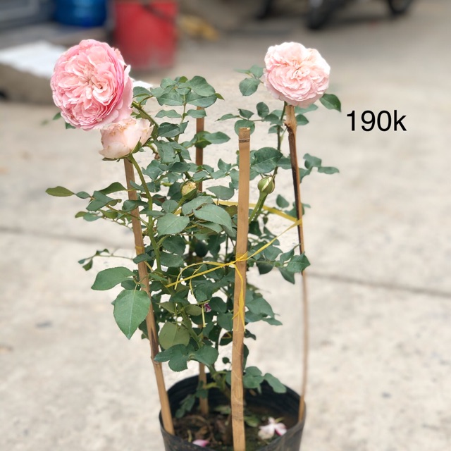 Hoa hồng bishop's cátle, cây cảnh, cây văn phòng