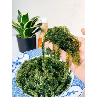 RONG NHO MUỐI - ngon bổ rẻ (SHIP HÀ NỘI)