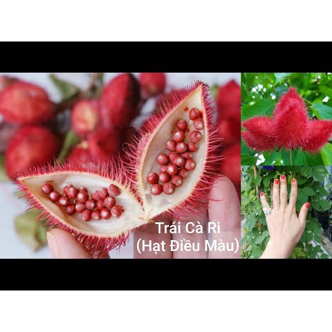 Hạt điều màu đỏ tạo màu tự nhiên {500gr}