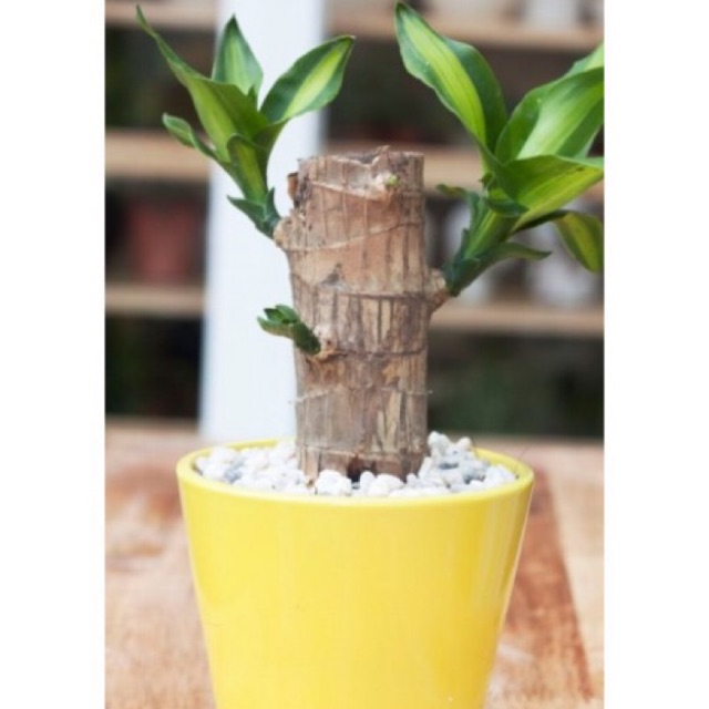 Cây phát tài khúc, cây thiết mộc lan - size mini, rễ trần
