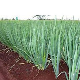 Shop 1K- 100 Hạt giống hành hoa (hành lá) cao sản - Tỉ lệ nảy mầm ĐẠT 99%