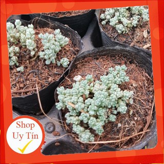 Sedum hoa hồng🍏 |FREESHIP| 🔥 XỨ NÓNG, ĐÃ THUẦN KHÍ HẬU, KHOẺ ĐẸP 🍏 LỖI 1 ĐỔI 1