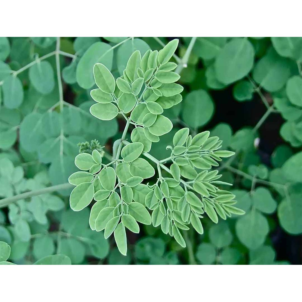 Hạt giống cây cải ngựa Moringa oleifera - tặng gói hạt giống ngẫu nhiên