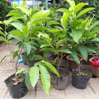 Cây hoa ngọc lan