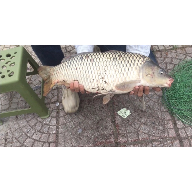 Mồi câu trộn sẵn câu Lance, Lục, đài chép trắm trôi 1,5kg