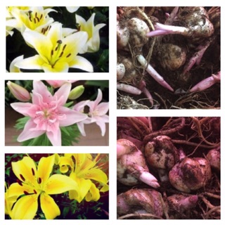 Set 10 củ hoa ly lùn mix 5 màu (màu hoa như ảnh)