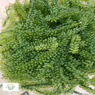 (100g) Rong nho tách nước Nha Trang giòn ngon