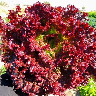 2gr - HẠT GIỐNG XÀ LÁCH TÍM