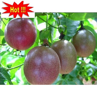 Hạt giống Chanh dây