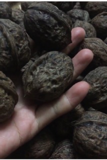 ÓC CHÓ VIỆT ĐIỆN BIÊN