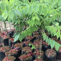Cây dừa xiêm lùn