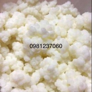 Nấm Tây tạng - nấm sữa kefir