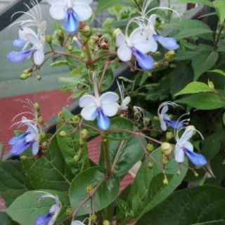 Cây giống hoa cánh tiên - thanh điệp