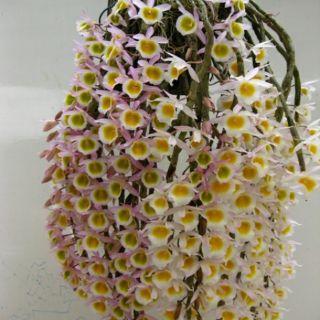 Hoa Lan Long Tu Xuân