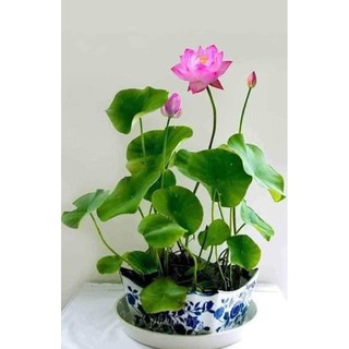  10 HẠT SEN NHẬT MINI ĐỦ MÀU