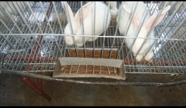 Combo 10 máng ăn cho thỏ 20 cm tôn dầy