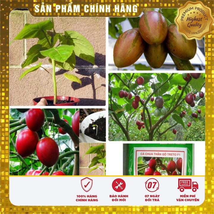 Bộ 2 gói Hạt giống Cà Chua Thân Gỗ Cà chua Tamarillo( 4-5 hạt /gói) tặng kèm 1 gói phân bón