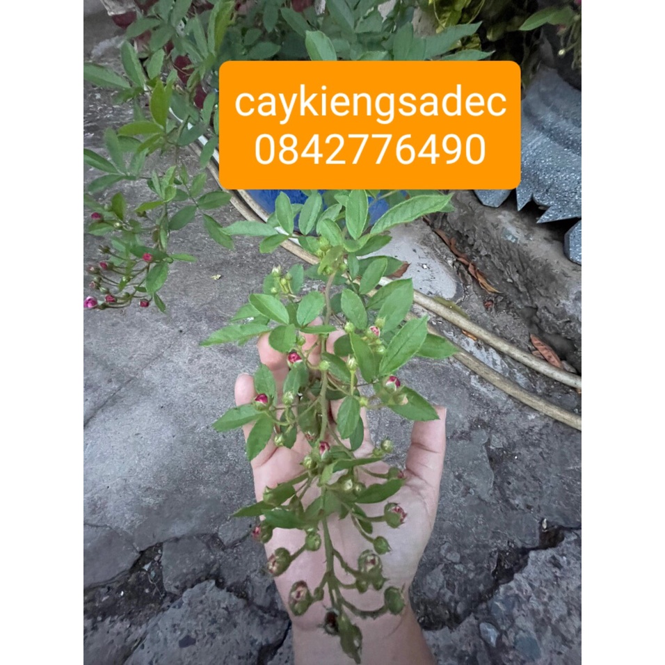 Caykiengsadec Hồng chùm vinasong + tặng phân bón-hoa kiểng lá-trang trí nội thất, cảnh quan sân vườn ngoài trời