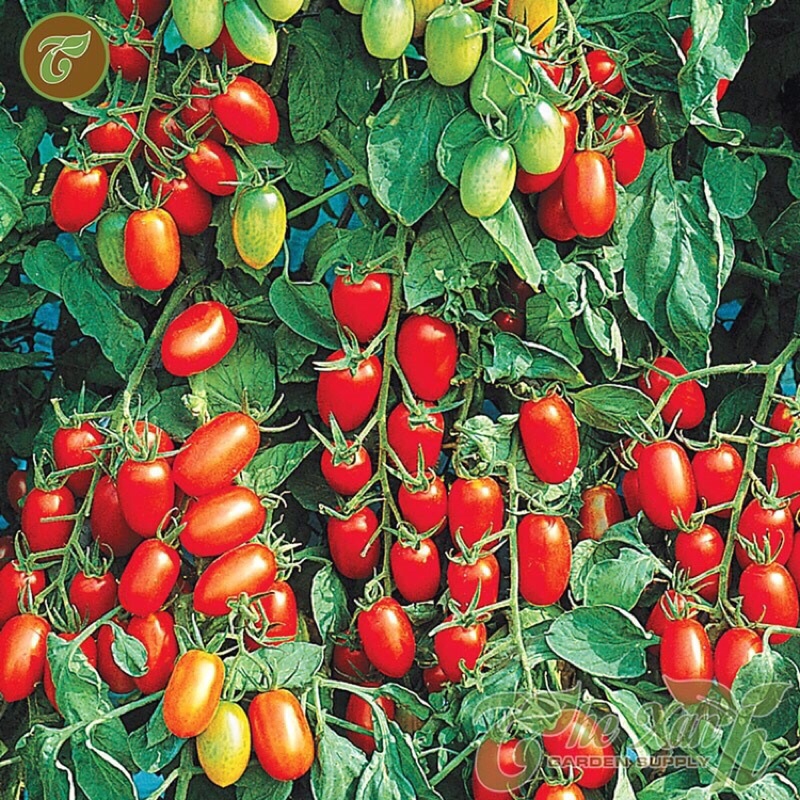 HẠT GIỐNG CÀ CHUA BI F1 SIÊU QUẢ DỄ TRỒNG TỶ LỆ NẢY MẦM CAO