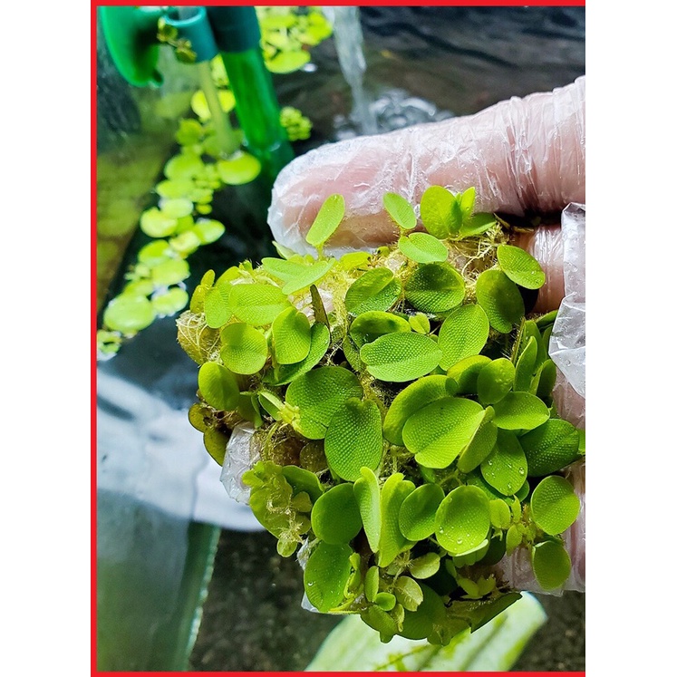 Bèo ong bèo tai chuột thủy sinh 13 cây