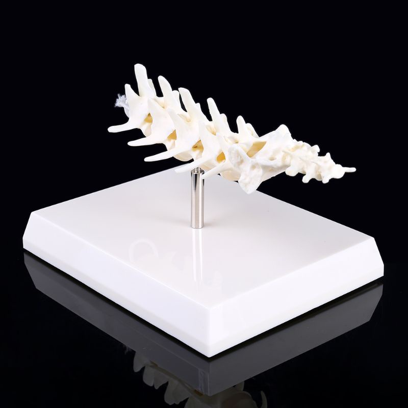 Wer Dog Canine Lumbar Vertebrae Cho Mô Hình Giảng Dạy Giảng Dạy Coccyx