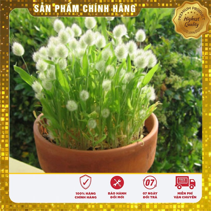 Hạt Giống Cỏ Đuôi Thỏ ( 0,2 gram)