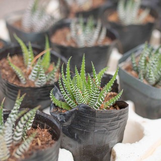 Sen đá móng rồng cỡ nhỏ 5-7cm - Vườn sen đá