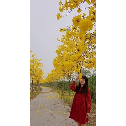 2 cây phong linh giống