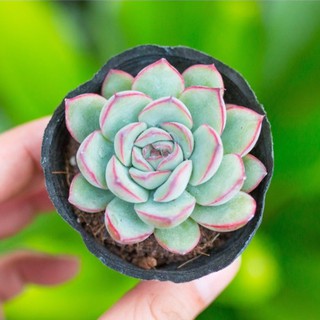Sen đá viền đỏ 5-7cm - Vườn sen đá