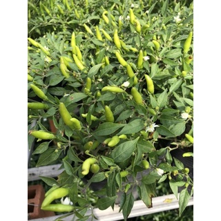 Cây 🌲 Chậu ớt hiểm ( siêu cay)
