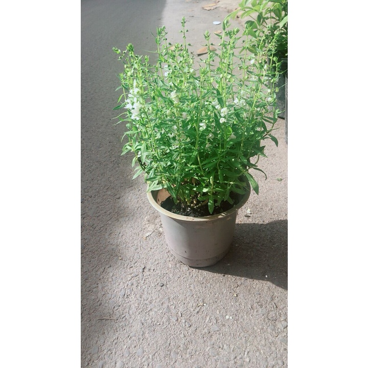 Cây Lưu ly hoa trắng hàng đẹp