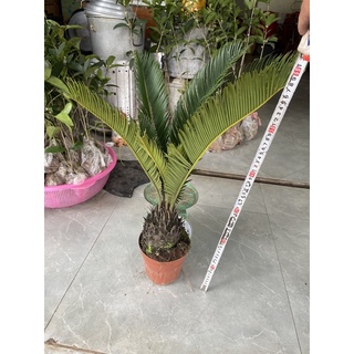 Cây vạn tuế cao 60 cm
