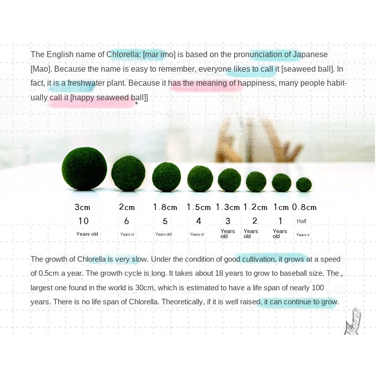 1 Hồ Cá Sinh Thái Để Bàn Trang Trí Rượu hảo hạng của Hãng Marimo Eco