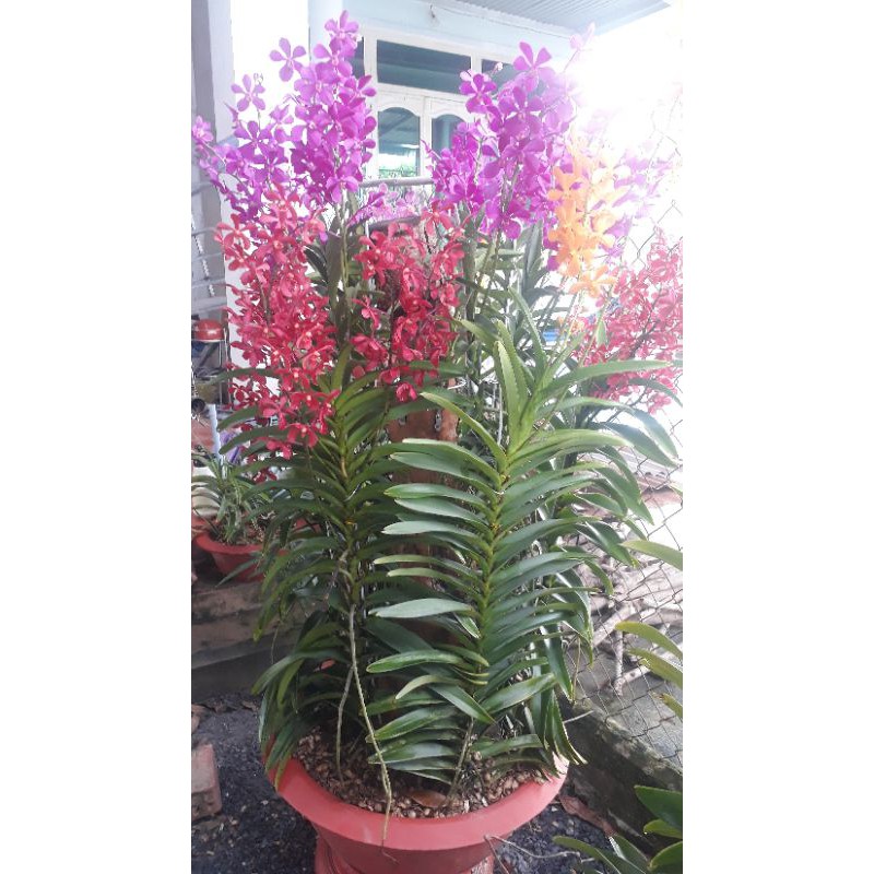 Combo 10 Cây Lan Giống Mokara cao 20-30cm nhiều màu,Đỏ,Vàng,Hồng,Tím,Trắng