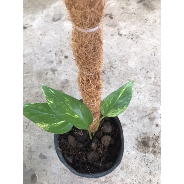 trầu bà  Epipremnum pinatum leo cột