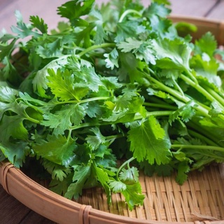 Hạt giống mùi ta 20g