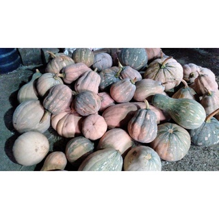 Bí đỏ cô tiên (1kg = 12.800₫)