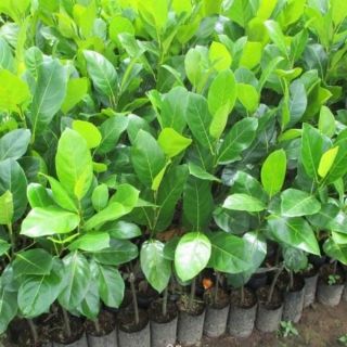 CÂY MÍT ƯƠM HẠT