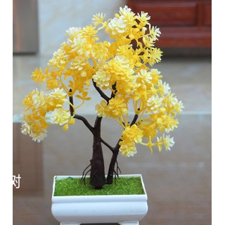 Chậu bonsai để bàn Cao Cấp