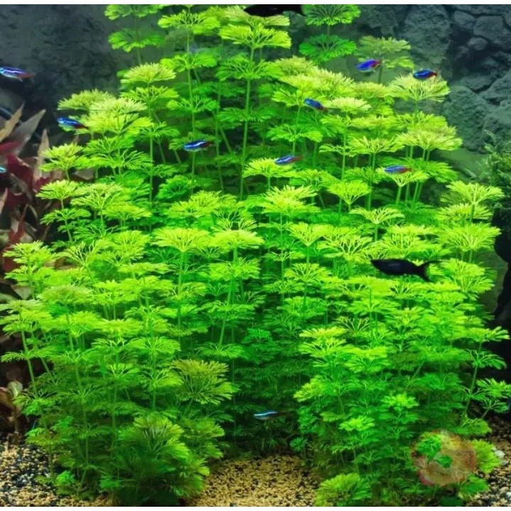 15 nhánh Tiểu bảo tháp trang trí hồ cá cảnh thủy sinh- cây thủy sinh dễ trồng không cần thiết có c02