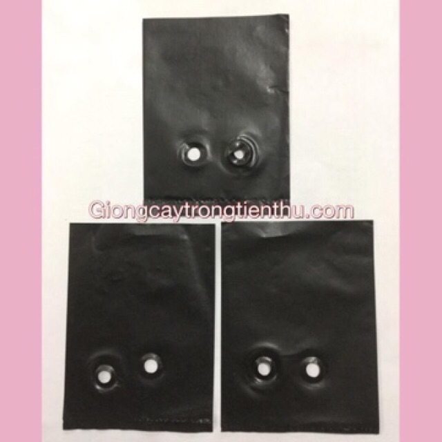 5kg TÚI BẦU ƯƠM CÂY GIỐNG 8x11cm