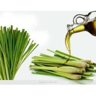 tinh dầu sả chanh nguyên chất 10ml