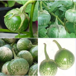 Hạt giống Cà bát ta da ếch - 1 gói 0.5gram