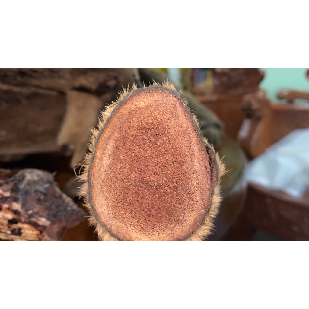 Nhung hươu Nga khô thái lát sẵn- Bổ thận- sinh tinh- Chống suy nhược cơ thể | BigBuy360 - bigbuy360.vn