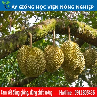 cây sầu riêng năng suất cao- cây ăn quả
